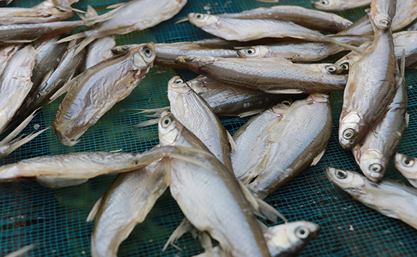 量產(chǎn)千斤小魚烘干房